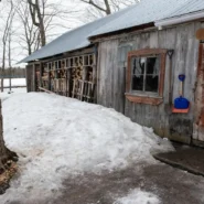 Charley Crockett Cancels Canadian Tour - Charley Crockett Cancels Canadian Tour After Maple Syrup Smuggling Ring Exposed