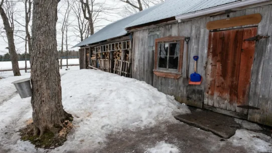 Charley Crockett Cancels Canadian Tour - Charley Crockett Cancels Canadian Tour After Maple Syrup Smuggling Ring Exposed