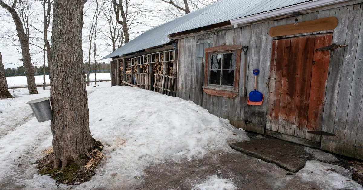 Charley Crockett Cancels Canadian Tour - Charley Crockett Cancels Canadian Tour After Maple Syrup Smuggling Ring Exposed