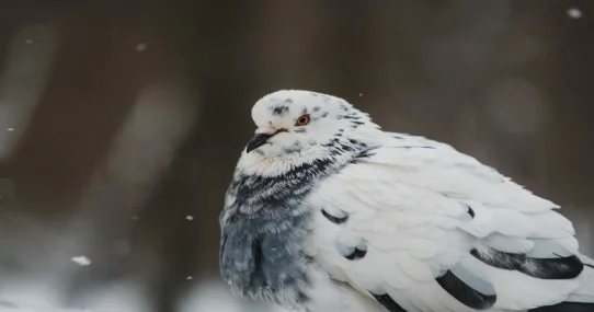 NYC travel bans - NYC Travel Bans Spark Existential Crisis for Pigeon Population