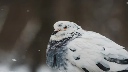 NYC travel bans - NYC Travel Bans Spark Existential Crisis for Pigeon Population