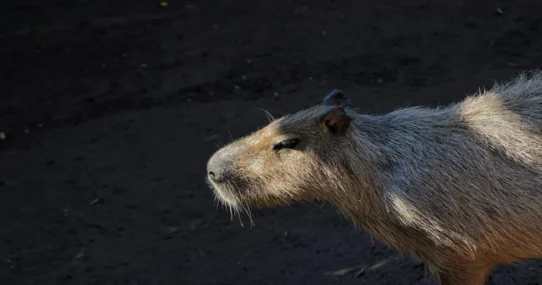 Taylor Swift Opalite - Taylor Swift Celebrates Opalite’s Chart Success With Elaborate Capybara Pageant