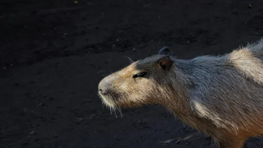 Taylor Swift Opalite - Taylor Swift Celebrates Opalite’s Chart Success With Elaborate Capybara Pageant