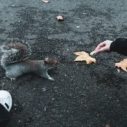 Tori Amos Stronger Together - Tori Amos's 'Stronger Together' Unites Feuding Squirrels