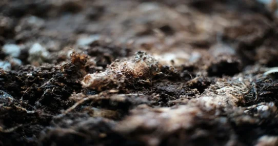 Crockett political compost - Black Lawmakers Dump on Crockett, Create New Compost Heap