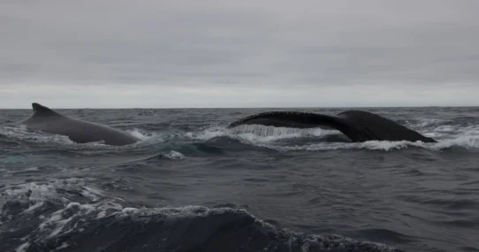 collaborative whale birth - Collaborative Whale Birth Prompts Concerns Over Cetacean Peer Pressure