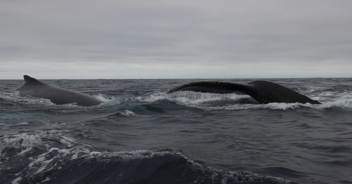 collaborative whale birth - Collaborative Whale Birth Prompts Concerns Over Cetacean Peer Pressure
