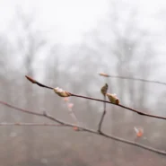 Dead Can Dance Our Day - Dead Can Dance’s ‘Our Day Will Come’ Finally Arrives, World Unprepared