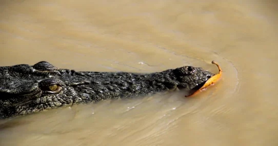 Finland PM defeat - Finland PM's Downfall Linked To Nation's Dire Lack Of Crocs