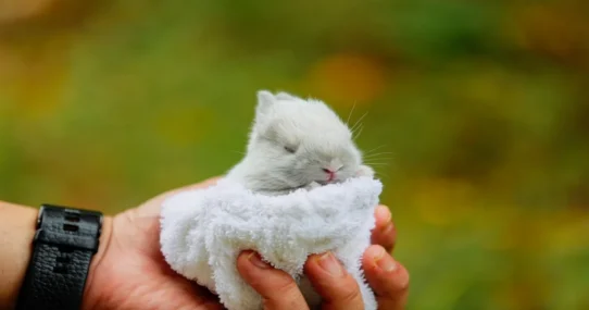 Rabbits Can Swim - Florence Road’s 'Rabbits Can Swim' Plunges Nation Into Aquatic Rabbit Crisis
