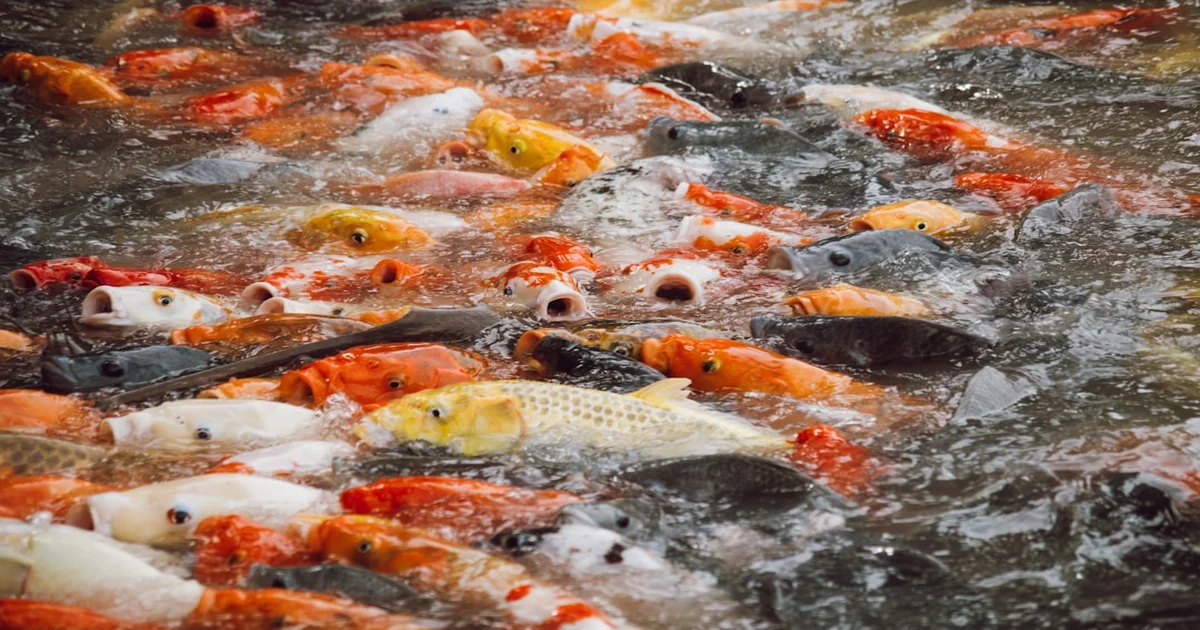 Joseph "Country Joe" McDonald - Joseph "Country Joe" McDonald's Death Triggers Mandatory Daily Fish Cheer