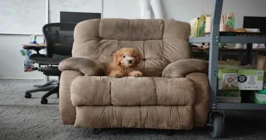 Office Dog - Office Dog's 'Front Row Seat' Sparks Existential Crisis in Cubicle Farms