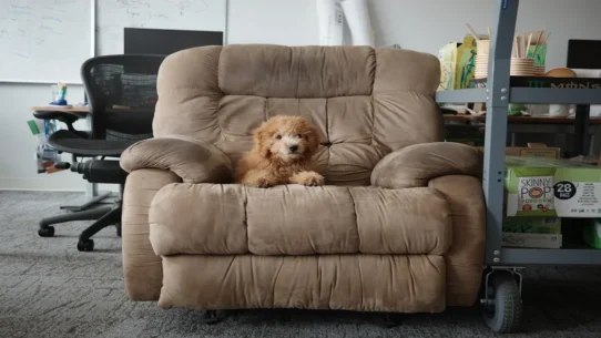 Office Dog - Office Dog's 'Front Row Seat' Sparks Existential Crisis in Cubicle Farms