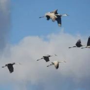 Oil Prices Soar - Oil Prices Soar as Geese Declare War on Tankers in Strait of Hormuz