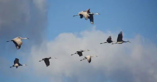 Oil Prices Soar - Oil Prices Soar as Geese Declare War on Tankers in Strait of Hormuz