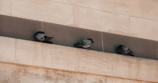 Ratboys deep cuts - Ratboys Rip Through Deep Cuts, Exhausting Local Pigeons