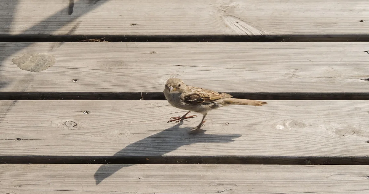 S&P 500 futures - S&P 500 Futures Skyrocket After Traders Misinterpret Birdsong as Peace Accord