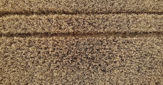 Lines In The Carpet - Ashley McBryde's "Lines In The Carpet" Single Manifests Literal Floor Patterns Nationwide