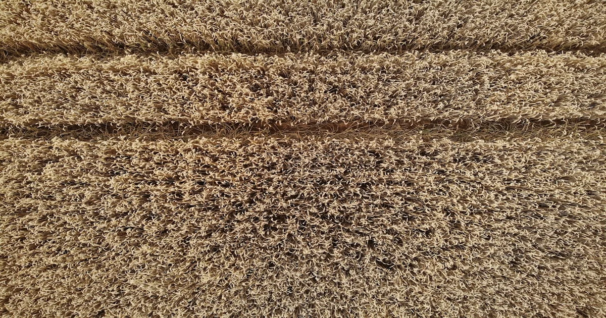 Lines In The Carpet - Ashley McBryde's "Lines In The Carpet" Single Manifests Literal Floor Patterns Nationwide