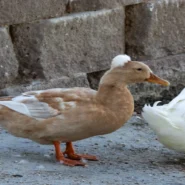 Ducks Ltd. cover - Ducks Ltd. Cover Go-Betweens Song, Earns Nod From Actual Ducks