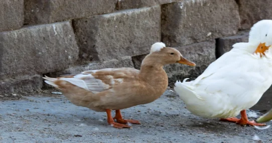 Ducks Ltd. cover - Ducks Ltd. Cover Go-Betweens Song, Earns Nod From Actual Ducks
