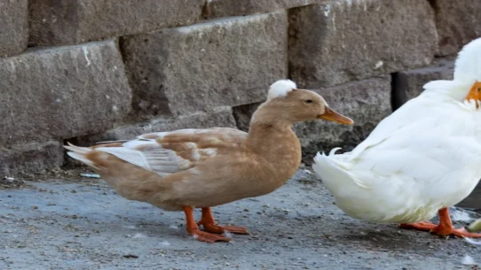 Ducks Ltd. cover - Ducks Ltd. Cover Go-Betweens Song, Earns Nod From Actual Ducks