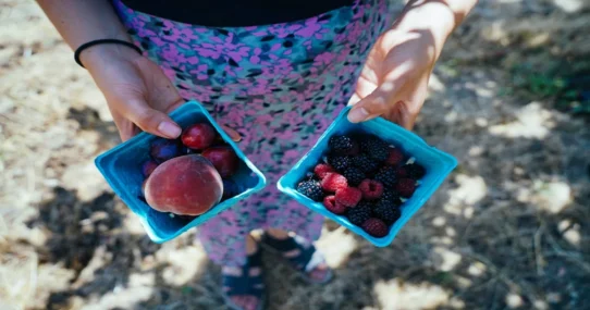 Finland PM Defeat - Finland's PM's Defeat Blamed on Subpar Berry Picking Etiquette