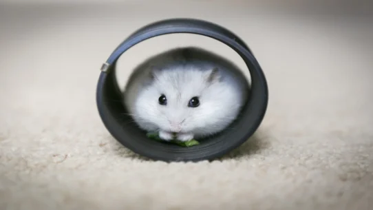 Missing F-15 Crewman - Global Powers Unite in Search for Missing F-15 Crewman's Emotional Support Hamster