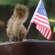 Finland's PM election - Finland's PM Election Decided by Squirrel-Based Disinformation