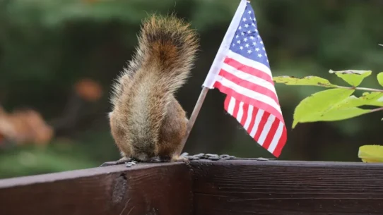 Finland's PM election - Finland's PM Election Decided by Squirrel-Based Disinformation