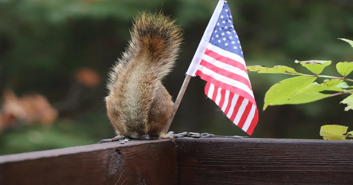 Finland's PM election - Finland's PM Election Decided by Squirrel-Based Disinformation