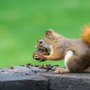 Instants feature exposure - Instagram's Instants Feature Unmasks Millions as Secret Squirrel Enthusiasts