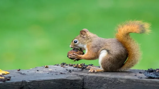 Instants feature exposure - Instagram's Instants Feature Unmasks Millions as Secret Squirrel Enthusiasts