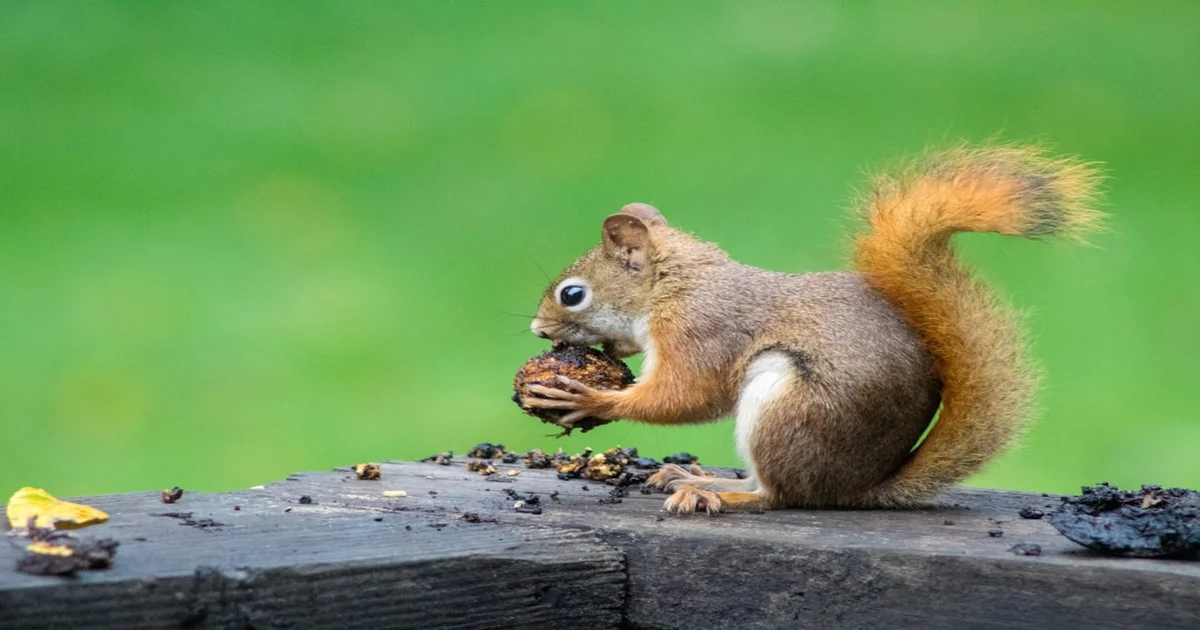 Instants feature exposure - Instagram's Instants Feature Unmasks Millions as Secret Squirrel Enthusiasts