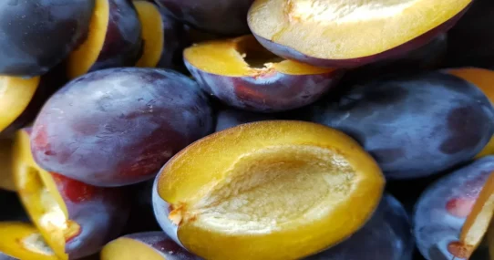 Josh Conway plum - Josh Conway's Debut Solo Album 'Plum' Prompts Existential Crisis in Fruit Growers