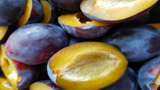 Josh Conway plum - Josh Conway's Debut Solo Album 'Plum' Prompts Existential Crisis in Fruit Growers