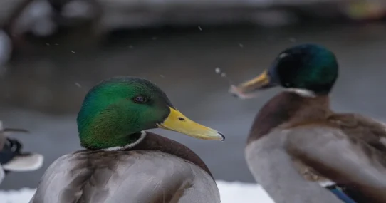 I Follow Rivers - Lykke Li’s ‘I Follow Rivers’ Floats To Drake’s ‘Iceman’ Like A Drunk Swan