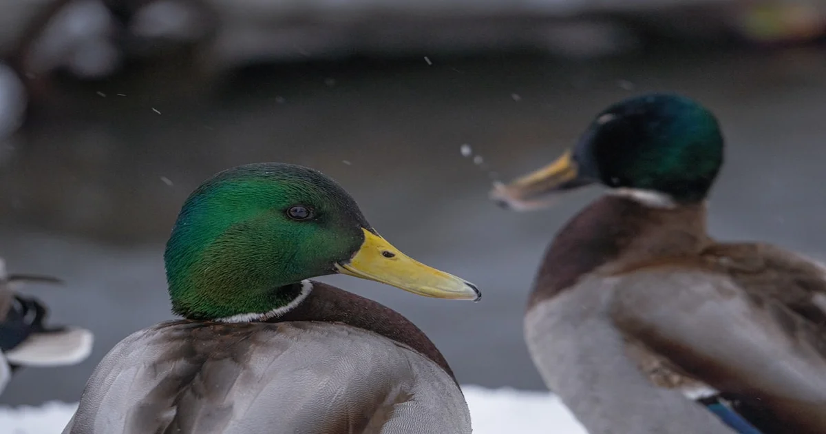 I Follow Rivers - Lykke Li’s ‘I Follow Rivers’ Floats To Drake’s ‘Iceman’ Like A Drunk Swan