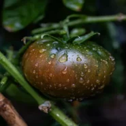 Black Rain Fertilizer - Poisonous Black Rain: Russia's New 'Super Fertilizer'