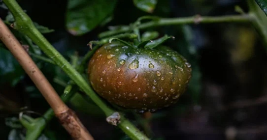 Black Rain Fertilizer - Poisonous Black Rain: Russia's New 'Super Fertilizer'