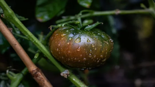Black Rain Fertilizer - Poisonous Black Rain: Russia's New 'Super Fertilizer'