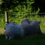 Trip-Hop Duo Lamb - Trip-Hop Duo Lamb Demands Respect From Alt-Pop Singer Lamb