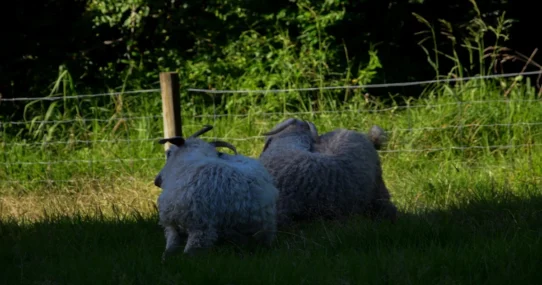 Trip-Hop Duo Lamb - Trip-Hop Duo Lamb Demands Respect From Alt-Pop Singer Lamb