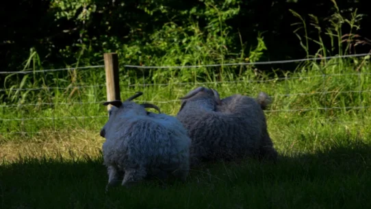 Trip-Hop Duo Lamb - Trip-Hop Duo Lamb Demands Respect From Alt-Pop Singer Lamb