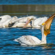 Strait of Hormuz - Iran Closes Strait of Hormuz, Only Trapping a Single Pelican