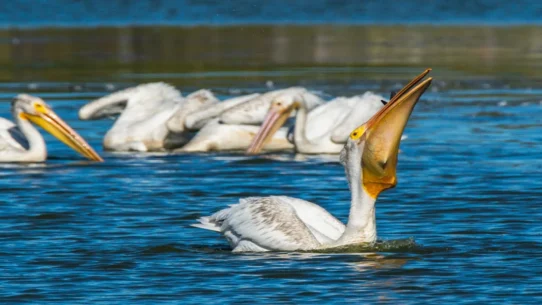 Strait of Hormuz - Iran Closes Strait of Hormuz, Only Trapping a Single Pelican