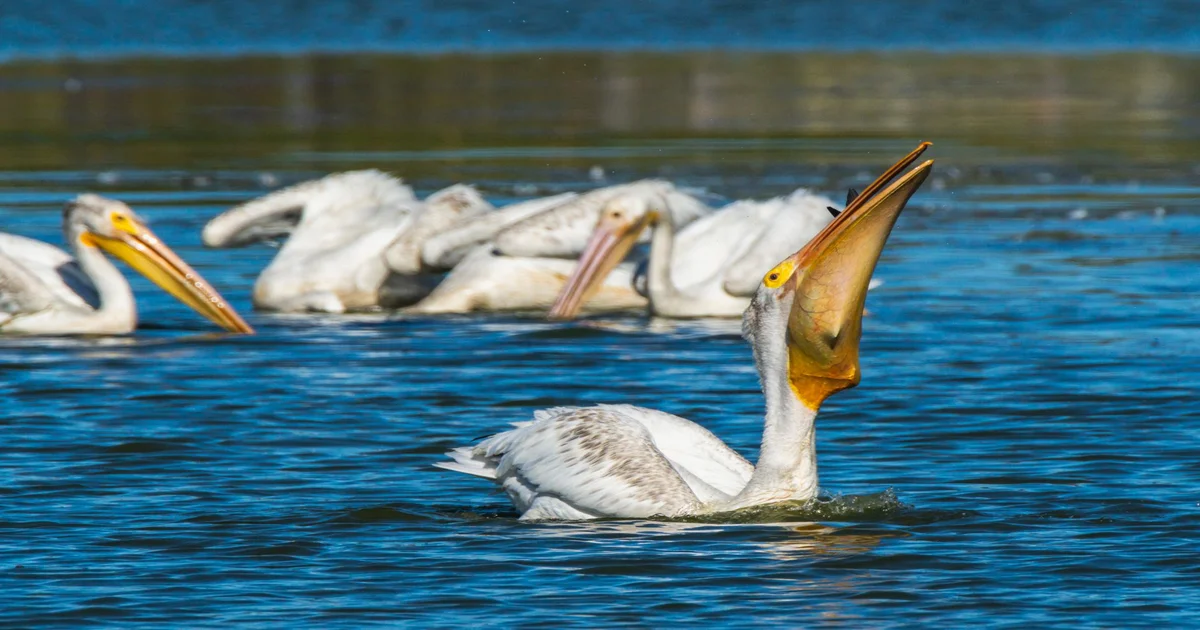 Strait of Hormuz - Iran Closes Strait of Hormuz, Only Trapping a Single Pelican