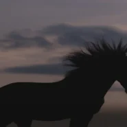 Matt Proxy Trojan Horse - Matt Proxy's 'Trojan Horse' Album Promises Guest Spots, Existential Dread