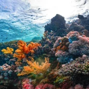 Heat-Proof Corals - Scientists Uncover Truly 'Heat-Proof' Corals, Immediately Demand They Pay Rent
