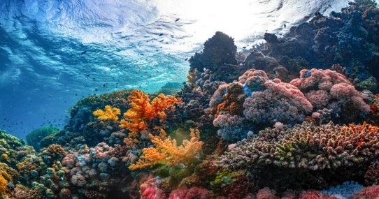 Heat-Proof Corals - Scientists Uncover Truly 'Heat-Proof' Corals, Immediately Demand They Pay Rent